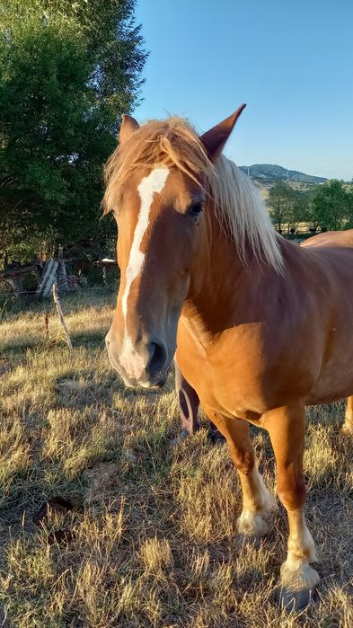 De vânzare iapă în vârstă de 7 ani