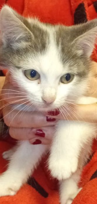 Ищем дом для домашних котят