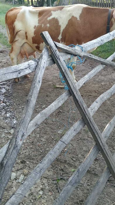 Vand vaca cu vitea .