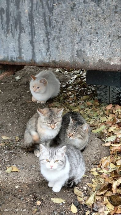 Кошечки в добрые руки.