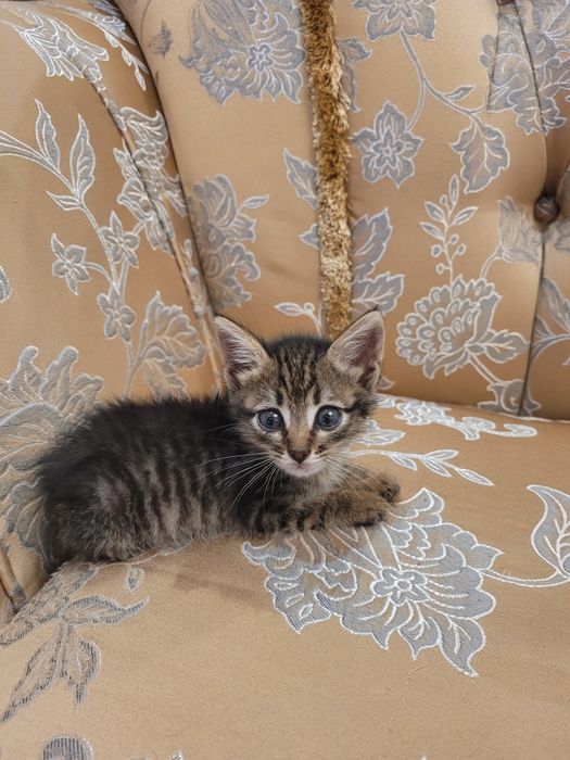 Котят в хорошие руки