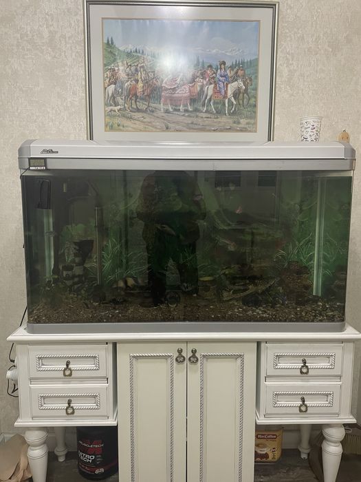 Аквариум с рыбами и растениями