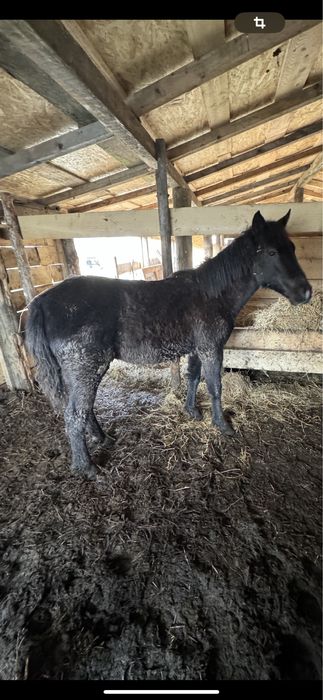 De Vânzare Doi Mânzoci