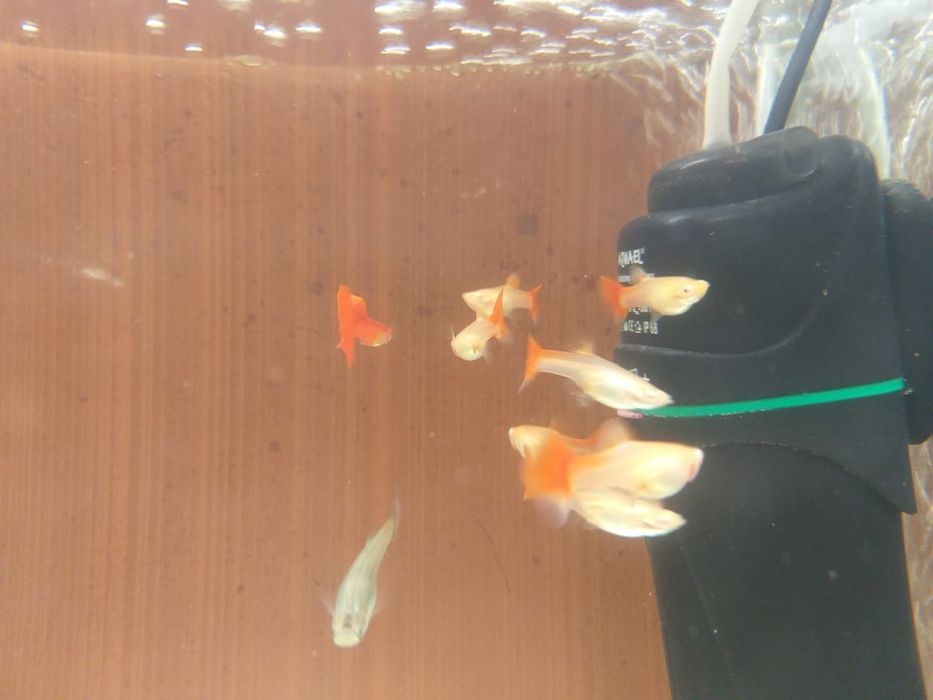 Рыбки для акквариума