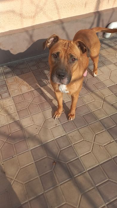 Щенки питбуль 4 месяца