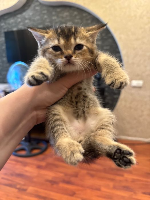 Продаются котята, шиншилла бритишь