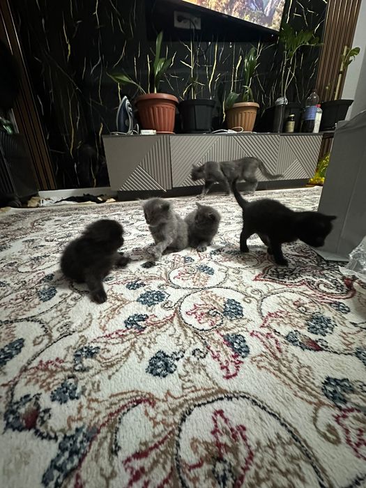 Котенки бесплатно