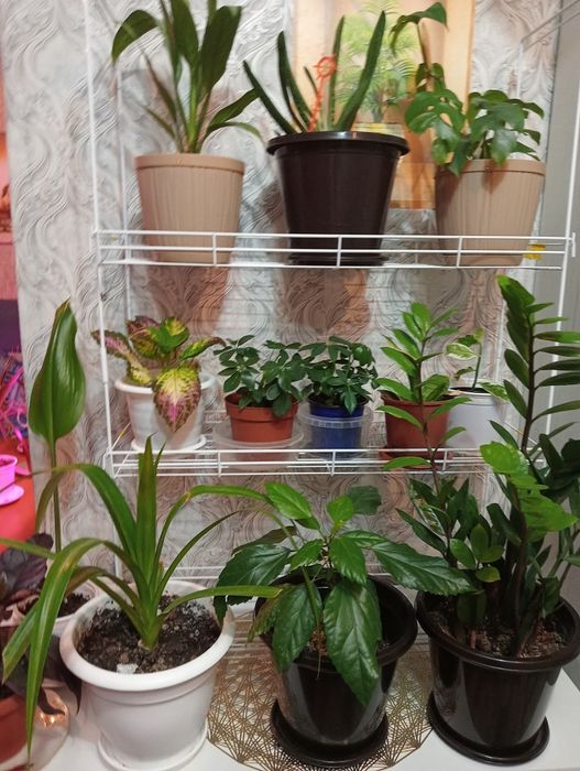 Продам комнатные цветы