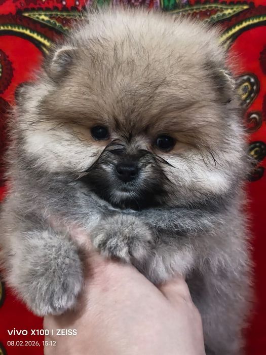 Шикарный мишка померашка