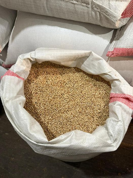 Суданка Сорго семена