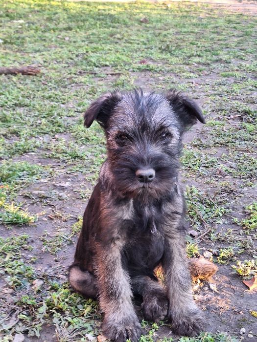 Шнауцер (стандартен)