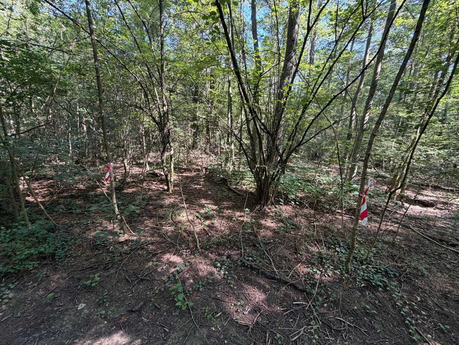 Vând 7500mp pădure langa Iancu Nicolae. Ideală pentru investiție compensare silvică