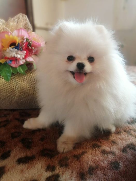 Шпицы кремовые щенки