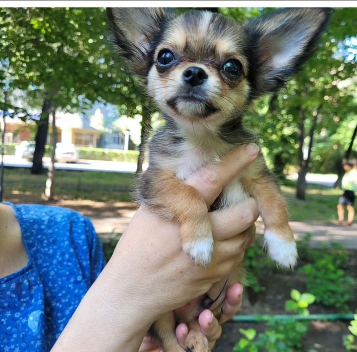 Кобель для вязки