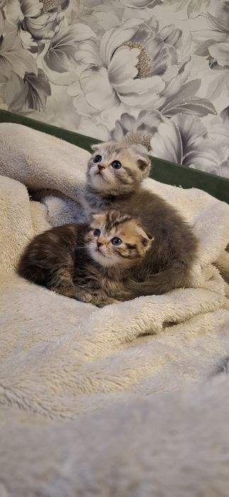 Вислоухая девочка скоттиш фолд