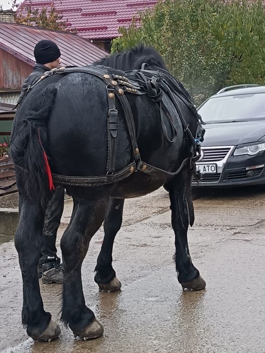 Vând sau schimb armăsar de 3 ani!