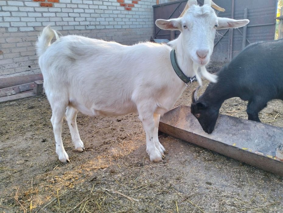 Продам коз породистых