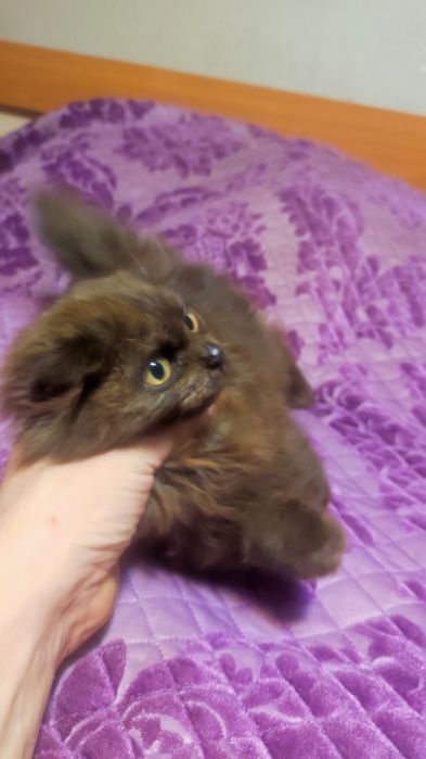 Отдам кошечку в хорошие руки