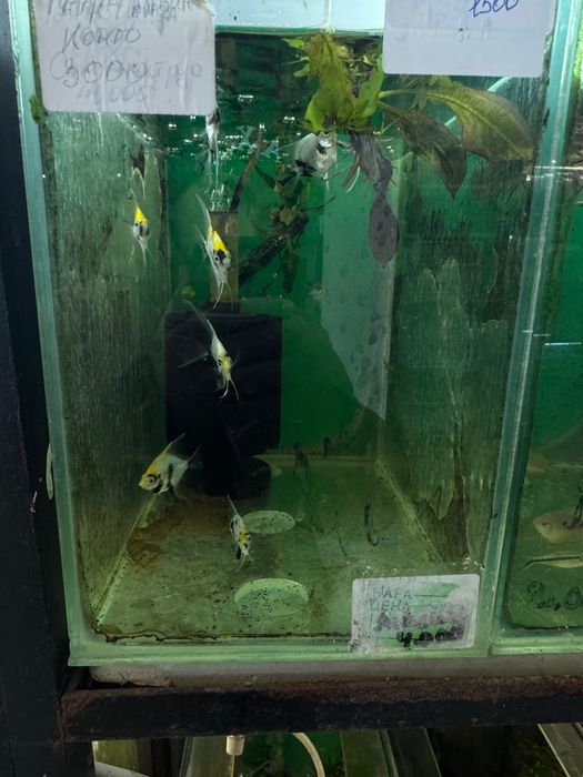 Аквариумные рыбки