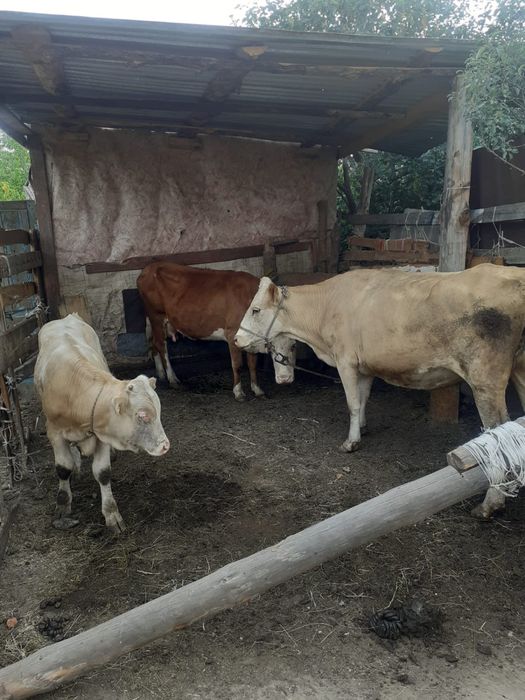 Продам 2 коровы молочных и бычка