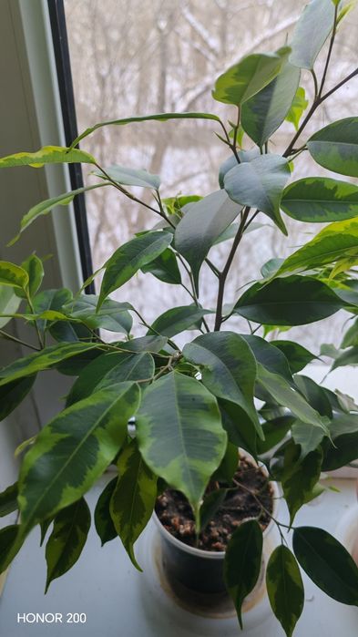 Продам фикус Бенджамина