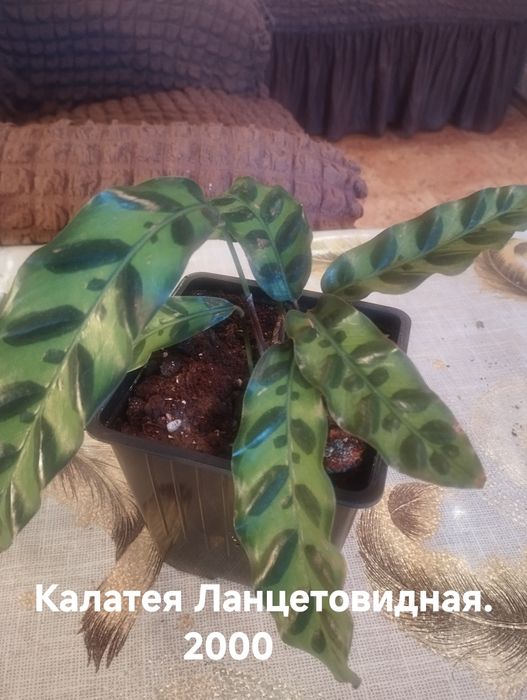 Продам комнатные растения Калатеи на