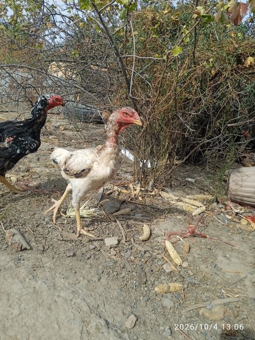 Продам дакан петуха и курицу