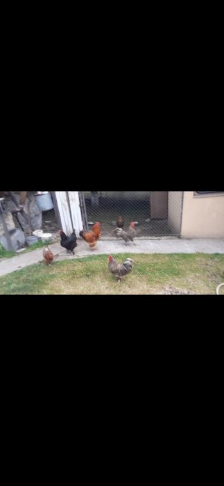 3 cocoși de vânzare.
