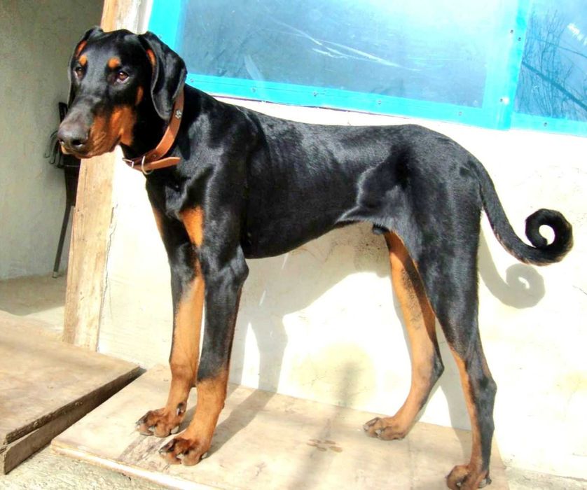 Расови Добермани на 8 месеца, от развъдник Елит Доберман, Варна