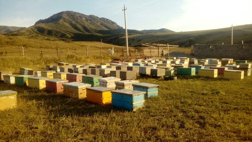 Жылқымен порно, орыс қыздары