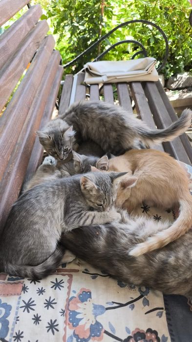 Отдам котят от горной кошки