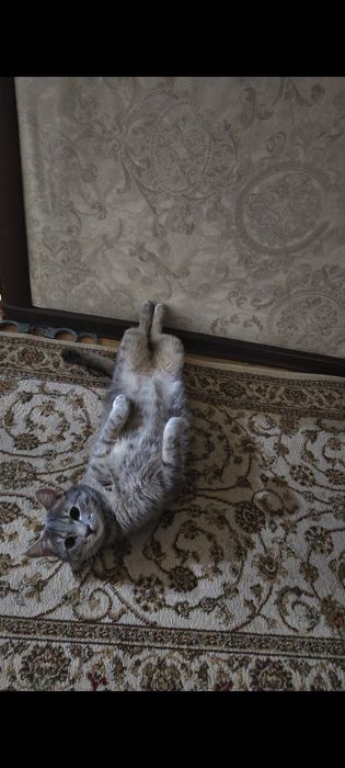 Кот бесплатно  отдам