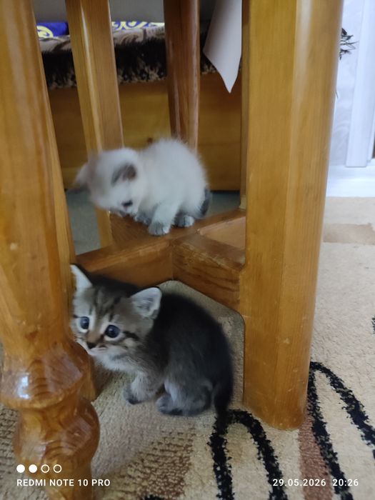 Отдам котят бесплатно