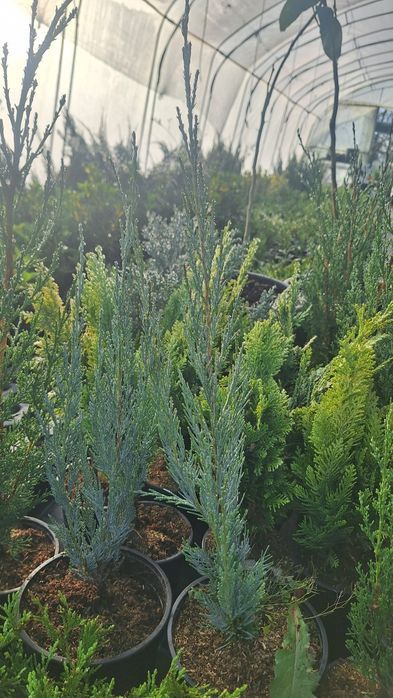 Лъжекипарис, бреза и др