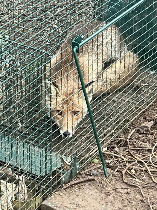 Капан за лисица с жива примамка