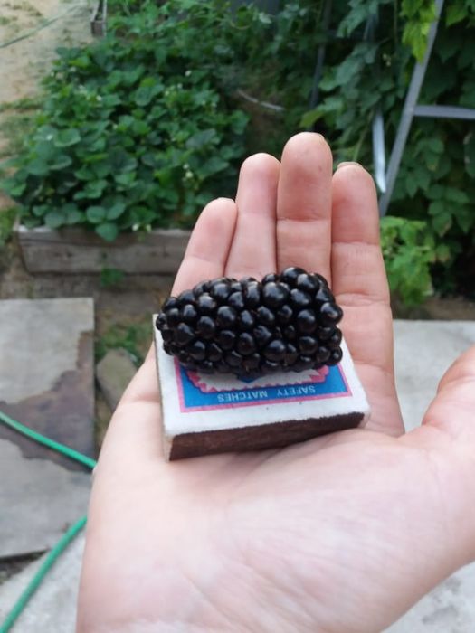 Ежевика  разных сортов