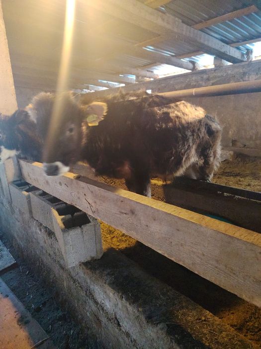 Продам телёнок 3 срочно