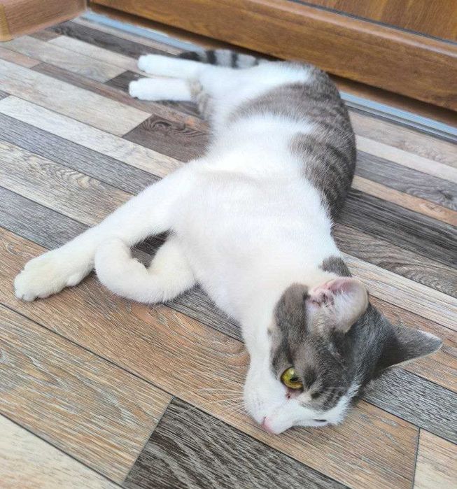 Отдается даром  очень красивая кошечка