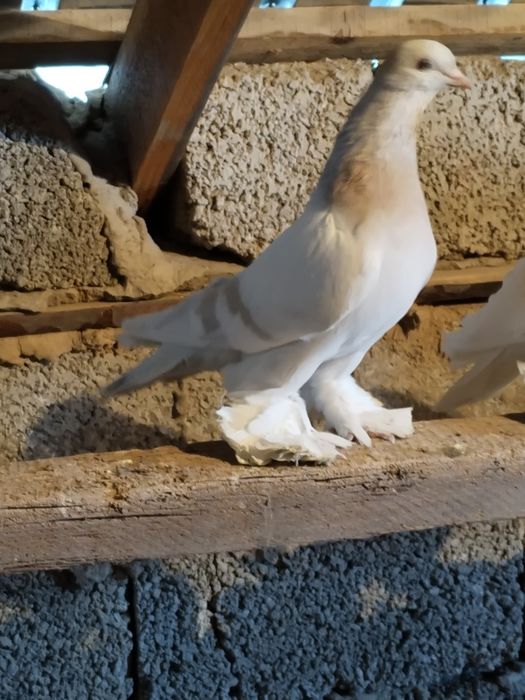 Голубь пепельный самец перс