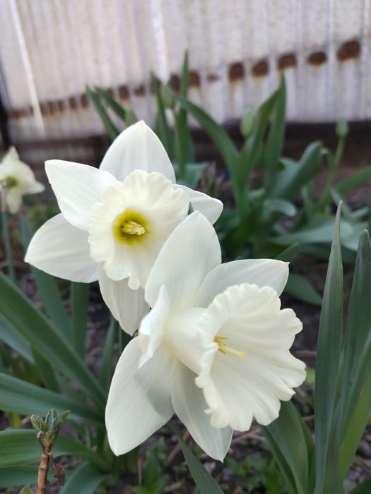 Сирень дерево (5лет)