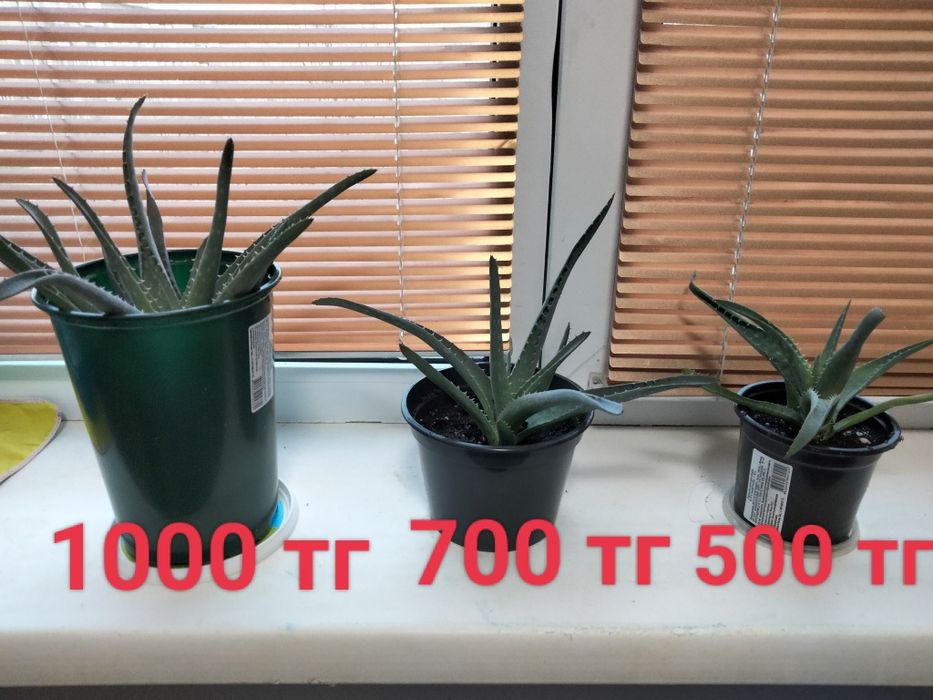 Комнатные растения