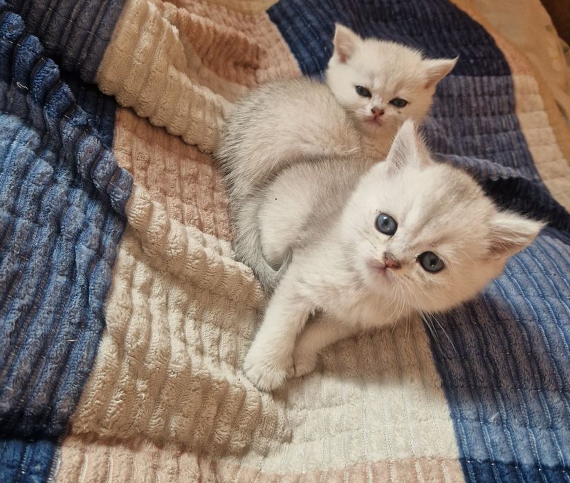 Семья британцев продам