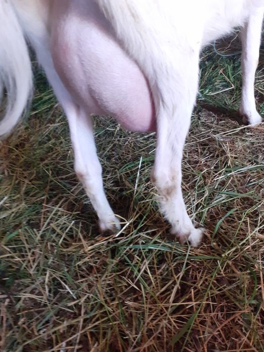 Caprita sannen cu lapte