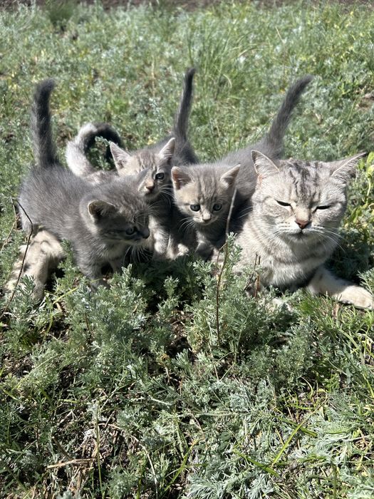 Отдам котят даром. В добрые руки.