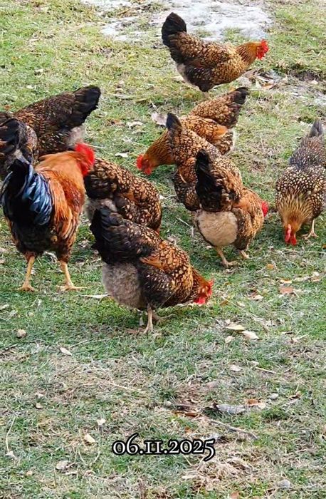 Яйцо Кучин Сицевый