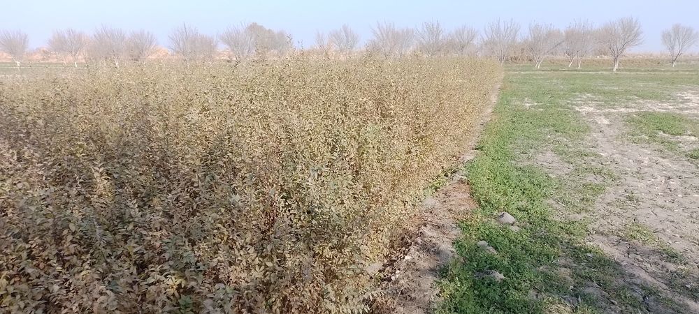 Гужум нихол сотилади.