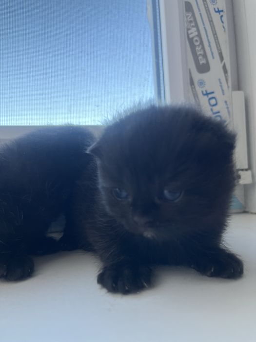 Котята на бронь осталось два мальчика