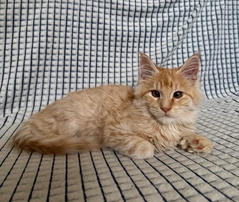 Мейн кун котята. Документы.