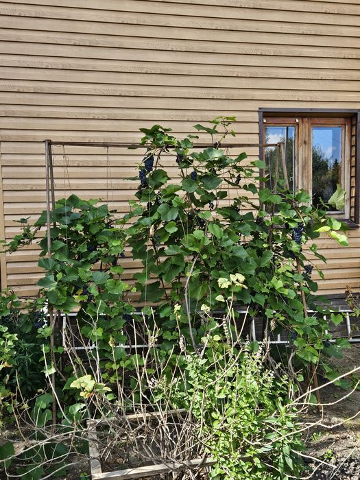 Продам дачный участок