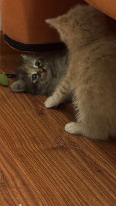 Мысықтар бериледи